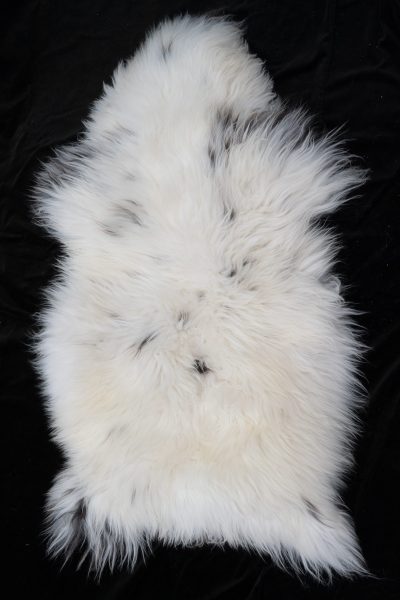 Schapenvacht wit gevlekt, sheepskin white spotted, Schafsfell weis entdeckt Texelse Schapenboet sheepskin white