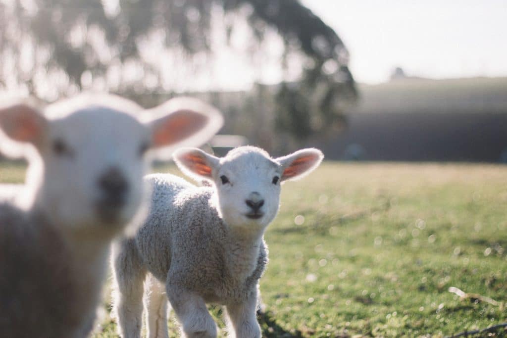 Lammetjesseizoen op Texel is begonnen.