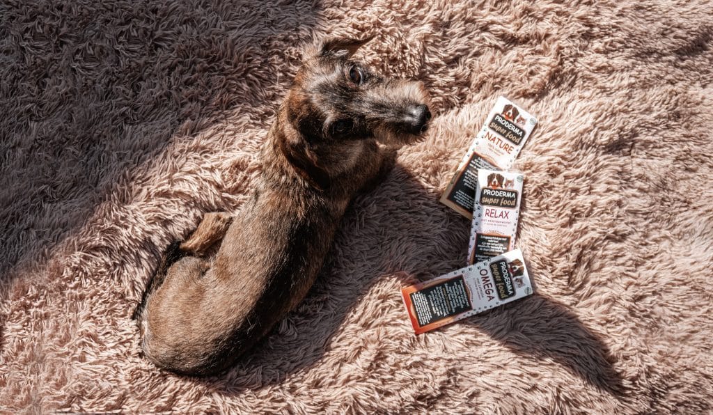 De voordelen van schapenvet blokjes voor je hond of kat